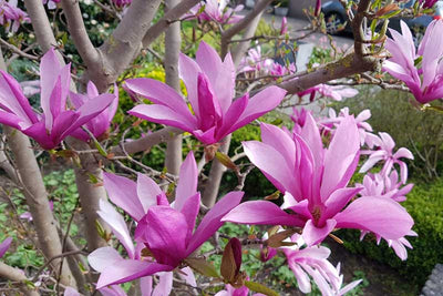 Magnolia X Susan Coupe 65 200-250 Ceppaia Ombrelliforme