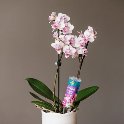 Westland Orchid Droplet Feeder