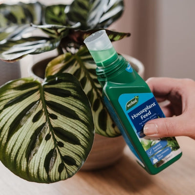 Westland Houseplant Feed Concentrate