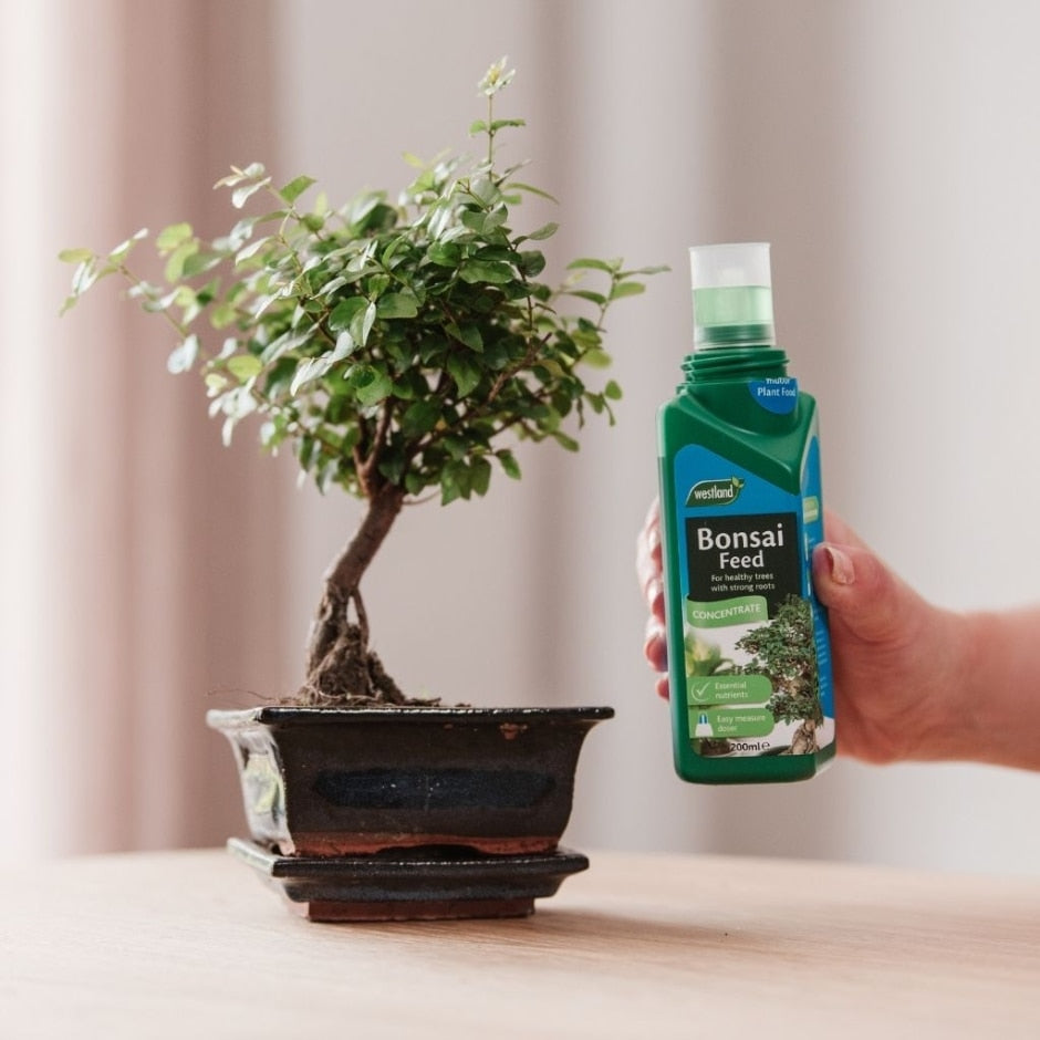 plant food for bonsai tree Westland Bonsai Feed Concentrate – The Pavilion