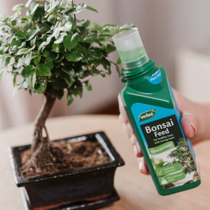 bonsai tree feed Westland Bonsai Feed Concentrate – The Pavilion