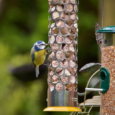 Peckish Daily Goodness Seed & Mealworm Suet 100 Nuggets