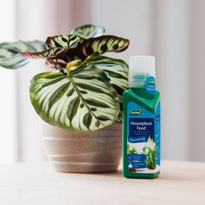 Westland Houseplant Feed Concentrate