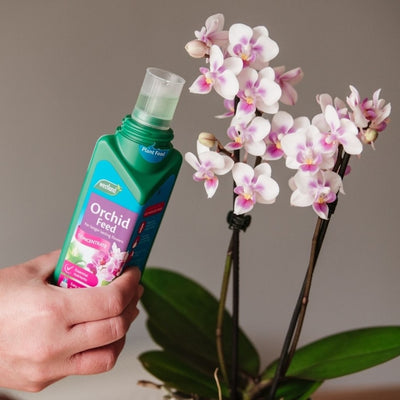 Westland Orchid Feed Concentrate