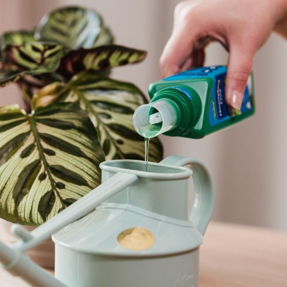 Westland Houseplant Feed Concentrate