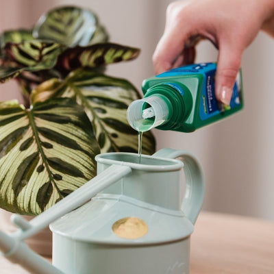 Westland Houseplant Feed Concentrate