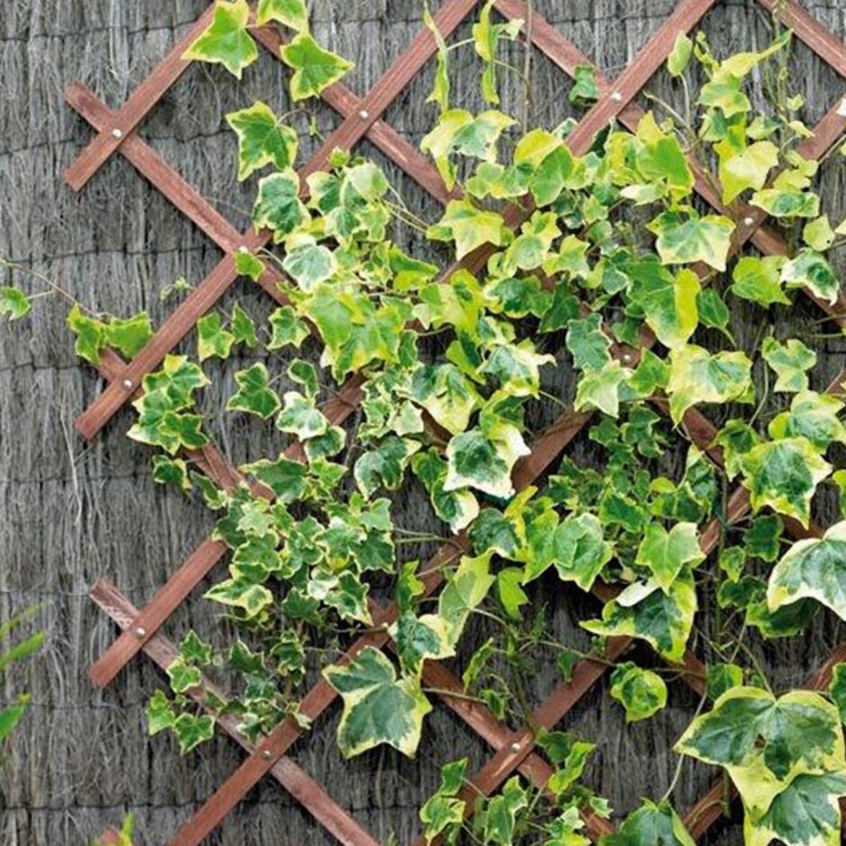 1.8m x 0.9m Riveted Garden Trellis - Tan