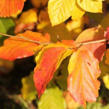 Parrotia Persica Vanessa (Umbrella Form)
