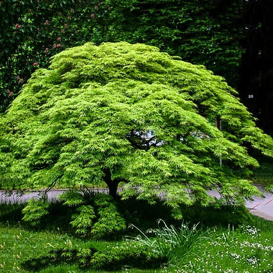 Green - Acer / Japanese Maple