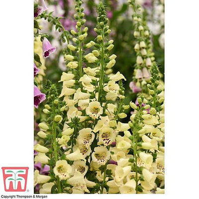 Foxglove Lavender Carousel - The Pavilion