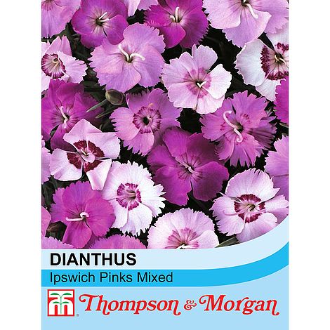 Dianthus Ipswich Pinks Mixed - The Pavilion