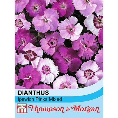 Dianthus Ipswich Pinks Mixed - The Pavilion