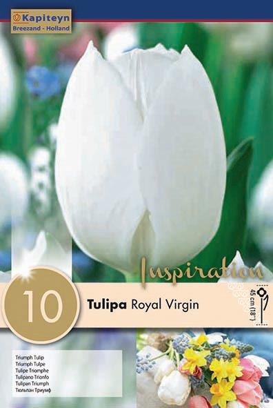 Tulipa Royal Virgin