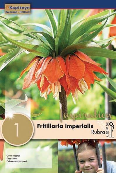 Fritillaria Rubra